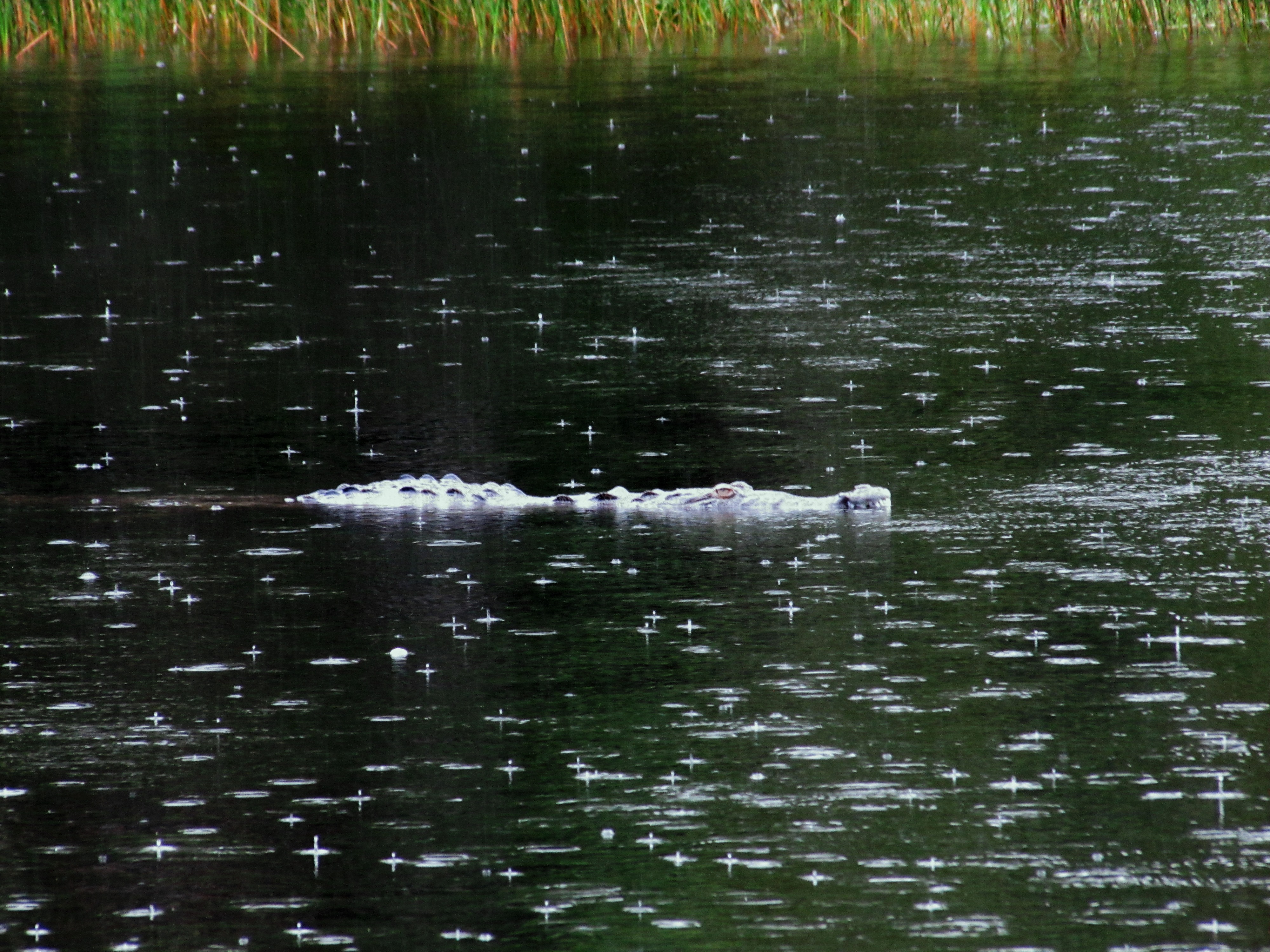 Gator in the rain.jpg