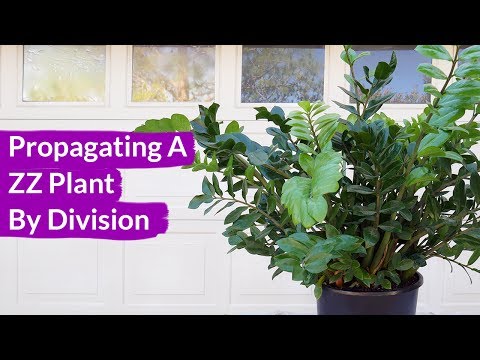 Getting 3 Plants From 1: How To Propagate A ZZ Plant By Division