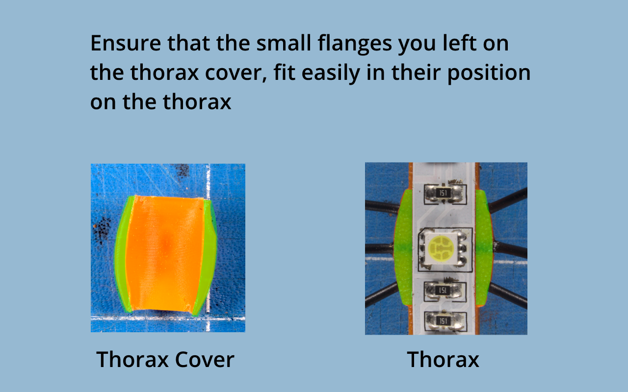 Glue thorax instructions.png