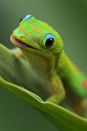 Gold Dust Gecko.jpg