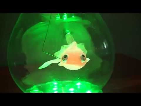 Goldfish Inside a Light Globe!