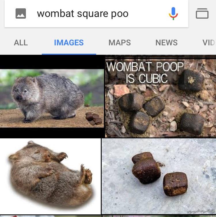 Google Wombat poo.jpg