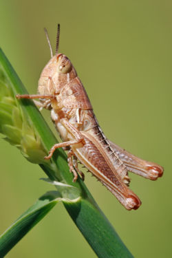 Grasshopper.jpg