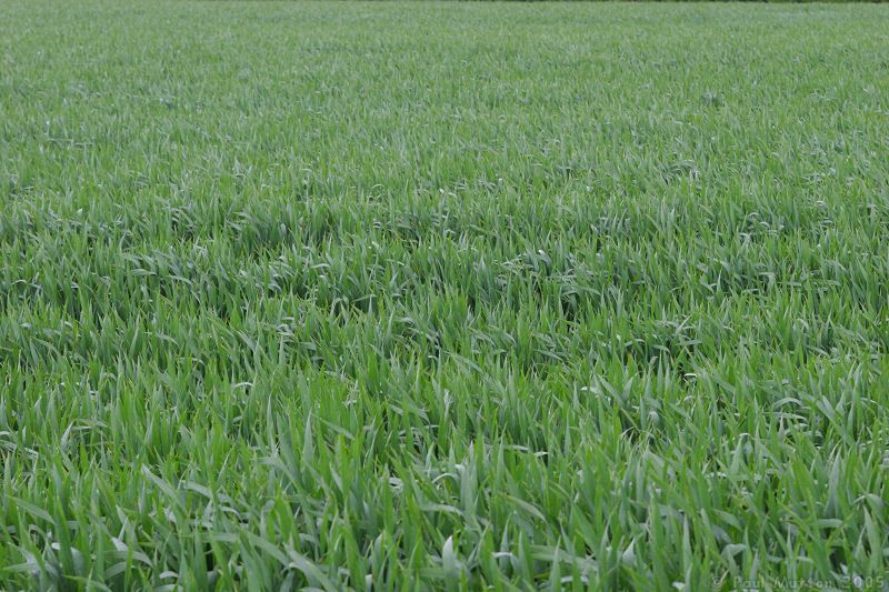 Grassy_field_in_the_wind.jpg