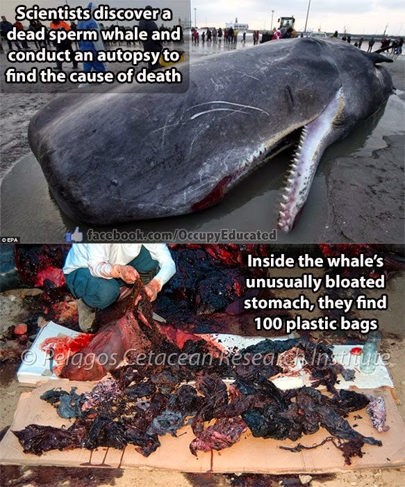 Gray whale dies bringing us a message - with stomach full of plastic trash.jpeg