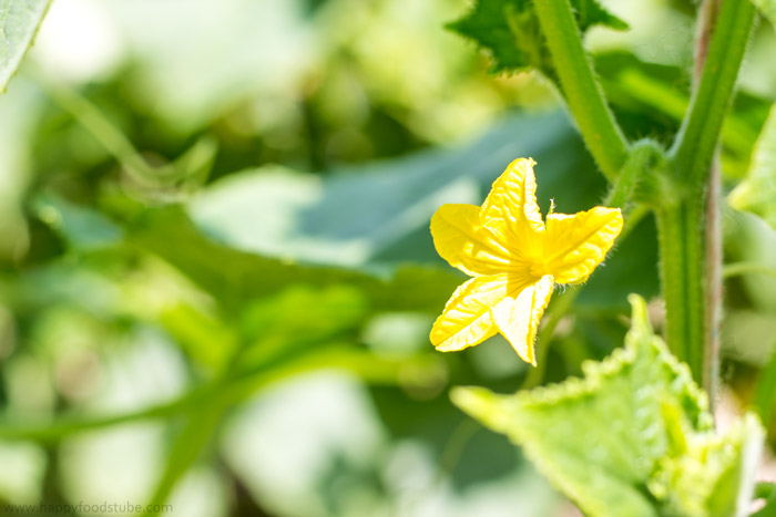 Green-Garden-for-Dill-Pickles.jpg