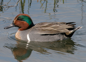 Green-winged-Teal.jpg