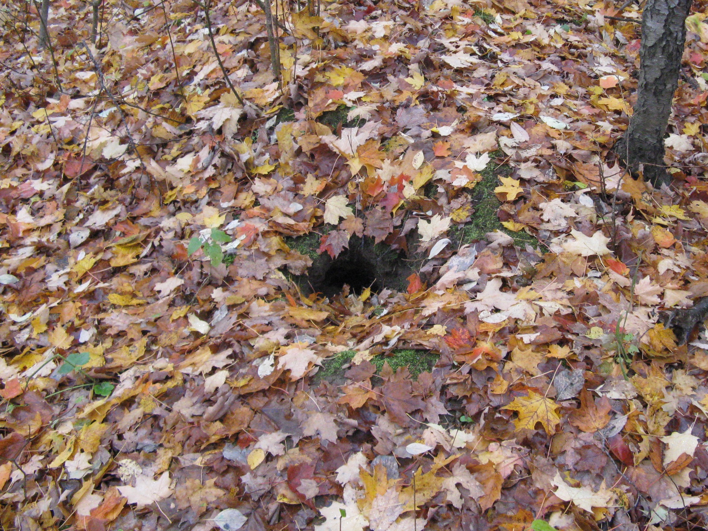 Groundhog_Burrow1.jpg