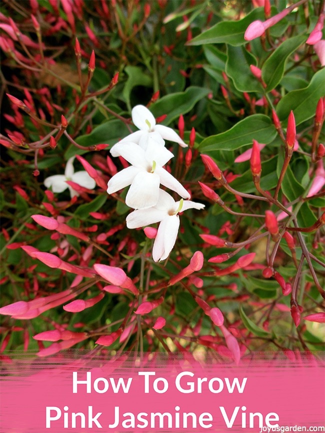 Grow-Pink-Jasmine-Vine.jpg