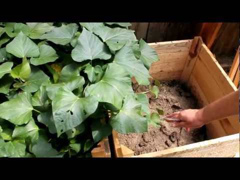 Growing Sweet Potato in Containers 2. Harvesting Leaves &amp;amp; Making More Slips. Patate douce en France.