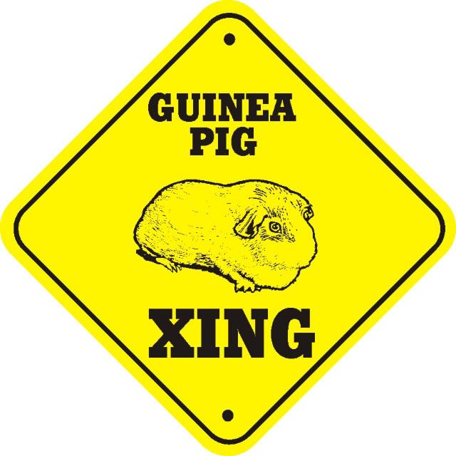 Guinea%20Pig_xing_thumb_640.jpg