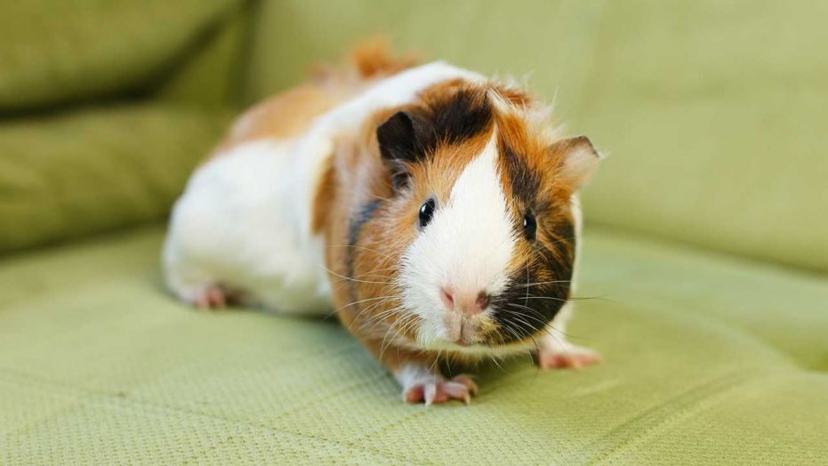 GuineaPigIstock.jpg