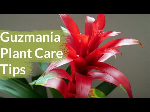 Guzmania Plant Care Tips: The Bromeliad With The Vibrant Star Shaped Flower