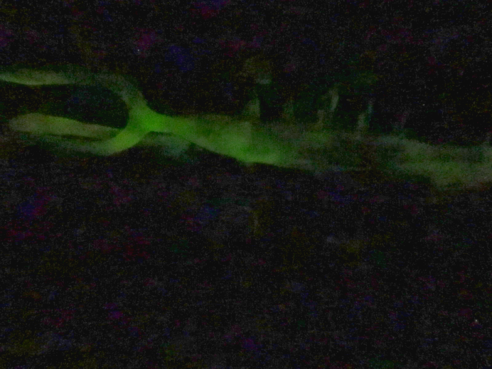 Hadrogenes Troglodyte 024.jpg