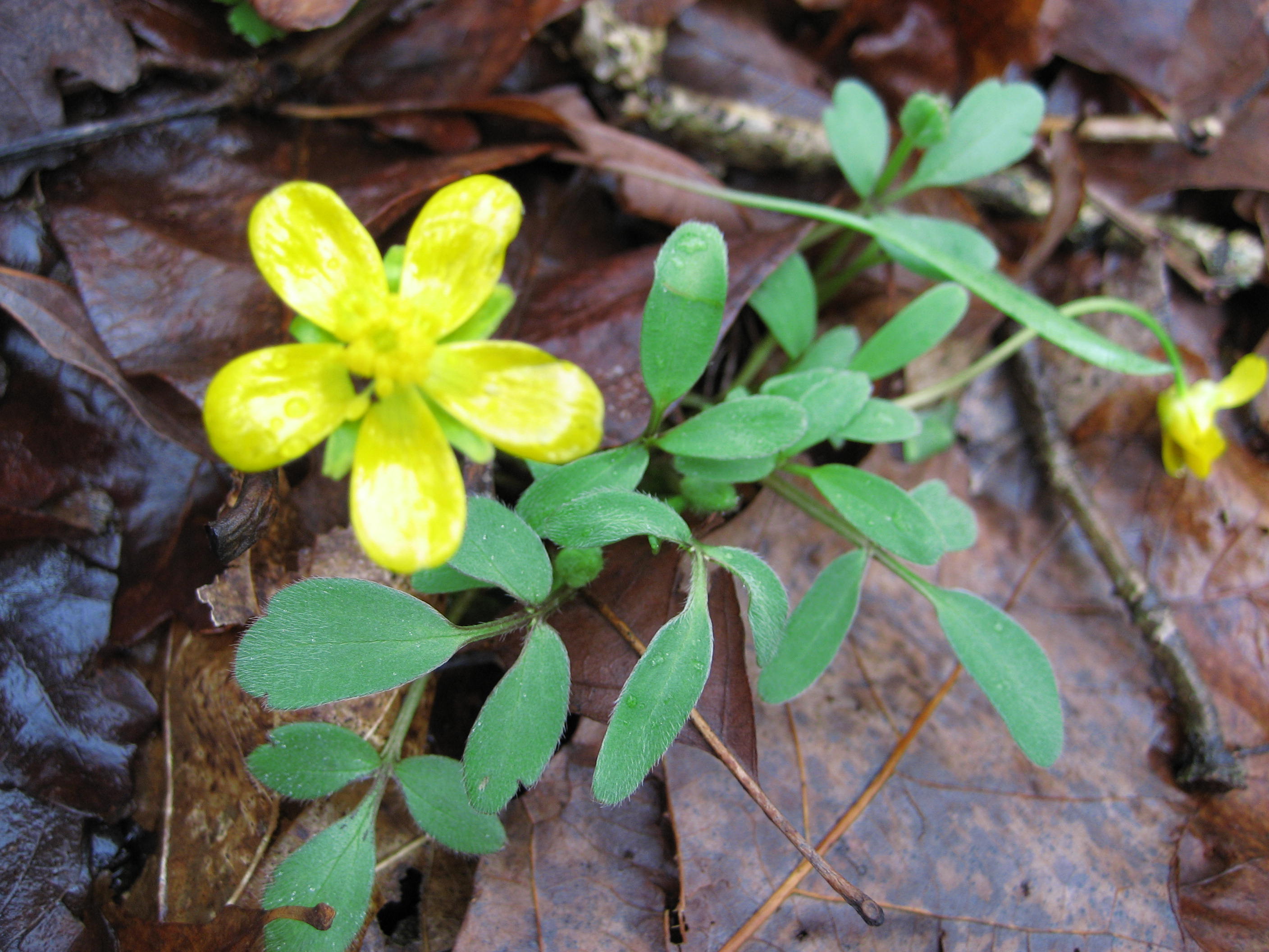 Hairy Buttercup