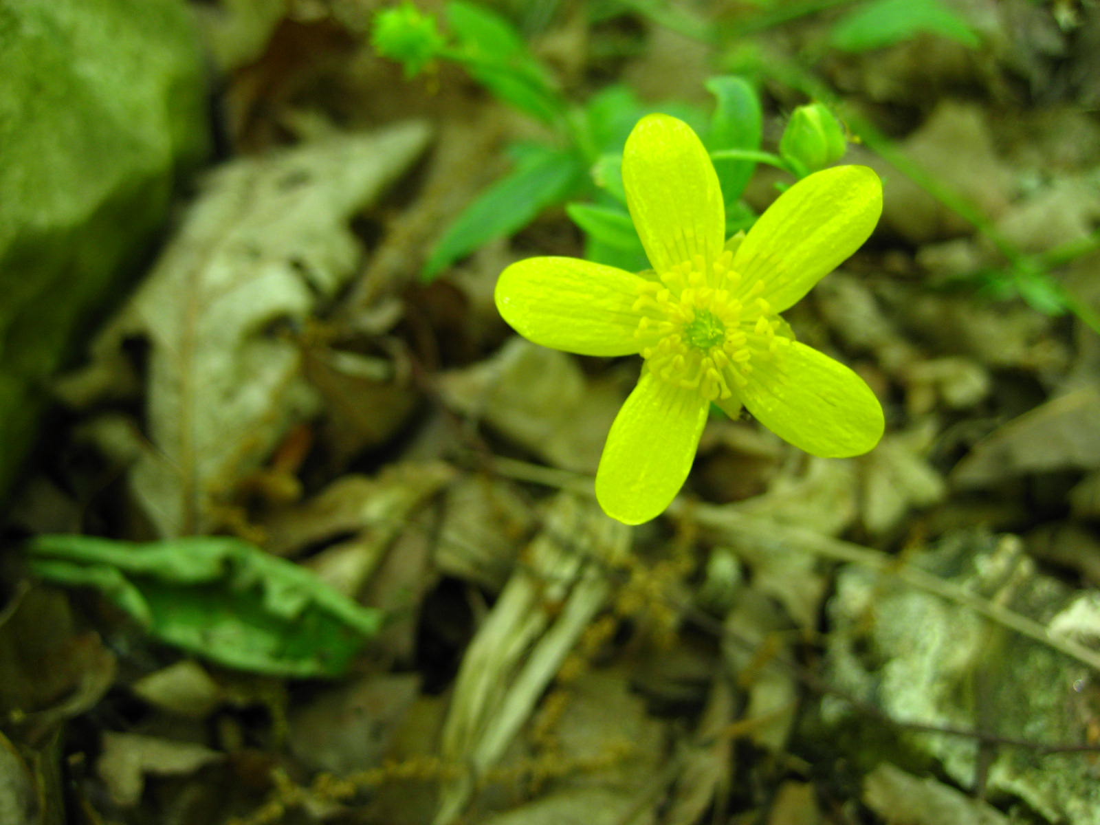 Hairy Buttercup 