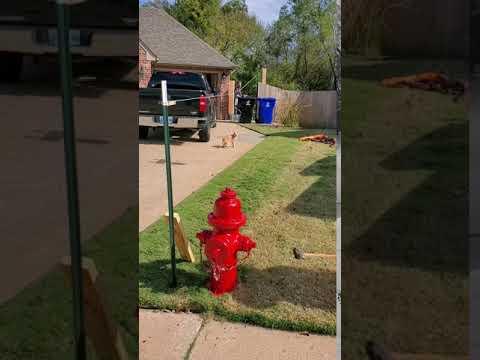 Halloween Candy Zipline 2020 test