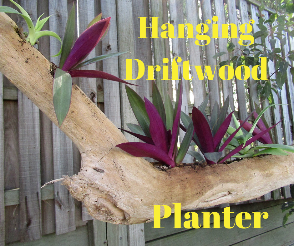 Hangind Driftwood Planter.png