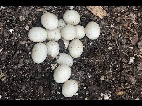 Hatching Skink Lizard Eggs - Monitoring a Terrarium using Adosia IoT WiFi Controller + Motion Detect