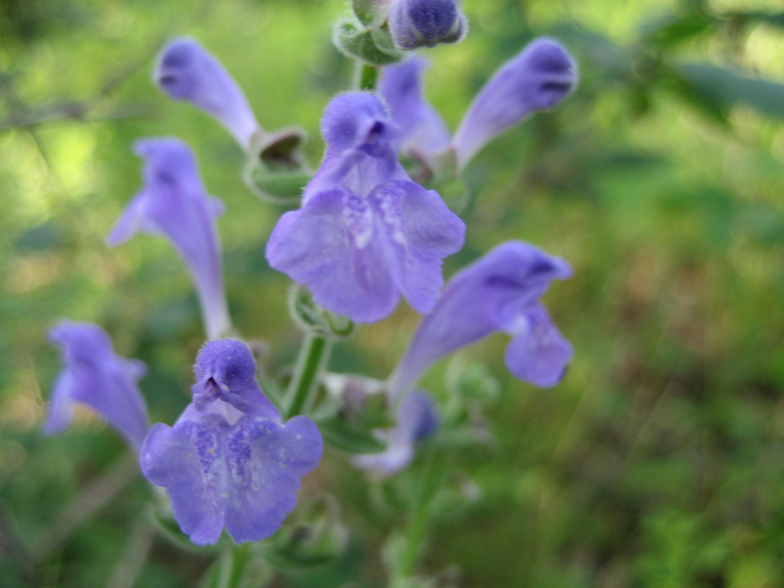 Heart-Leaved Skullcap