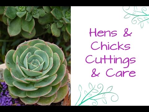 Hens &amp;amp; Chicks Cuttings &amp;amp; Care: The Succulent That Keeps On Giving