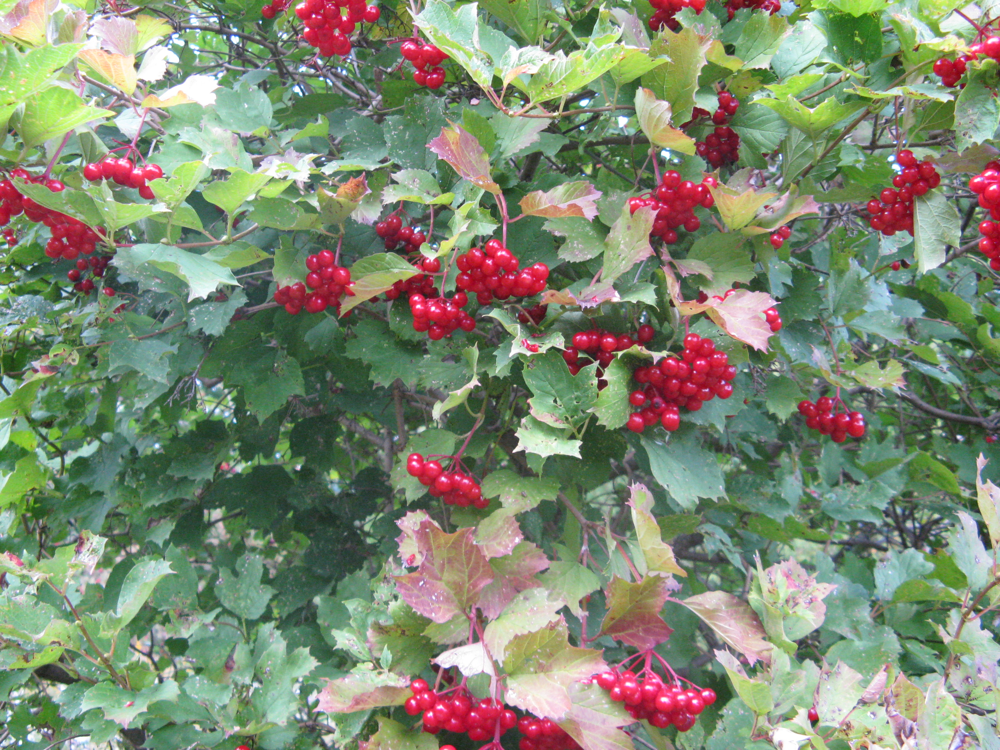 Highbush Cranberry Jelly 3.JPG