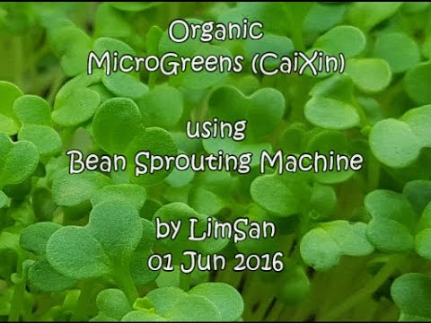 Home-grown Organic Microgreen (CaiXin) using Bean Sprouting Machine