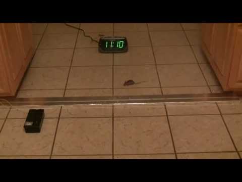 Homemade electric fence for mice