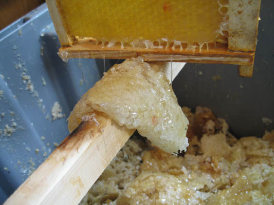 HoneyExtraction061.jpg