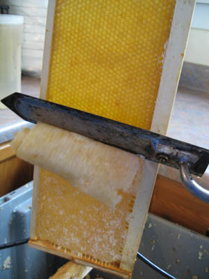 HoneyExtraction095.jpg