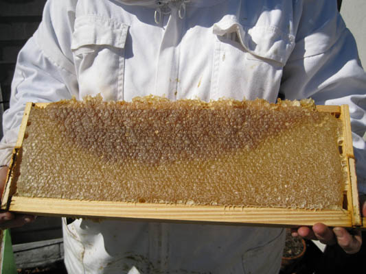 HoneyHarvest12.jpg