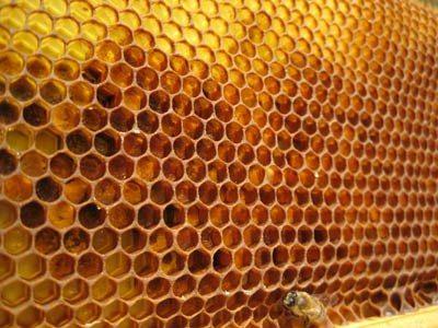 HoneyHarvest24.jpg