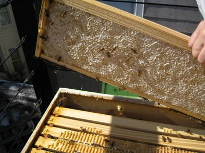 HoneyHarvest53.jpg