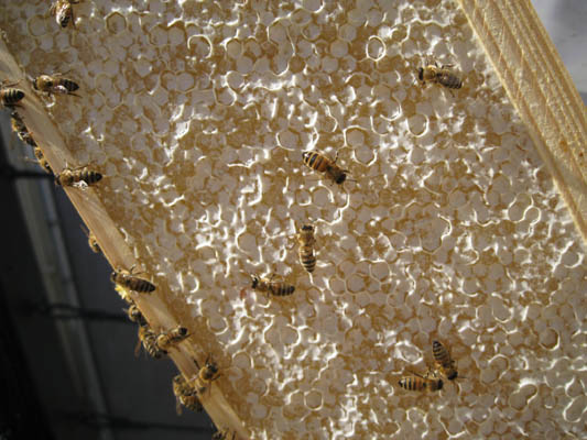 HoneyHarvest54.jpg