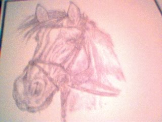 Horse Sketch.jpg