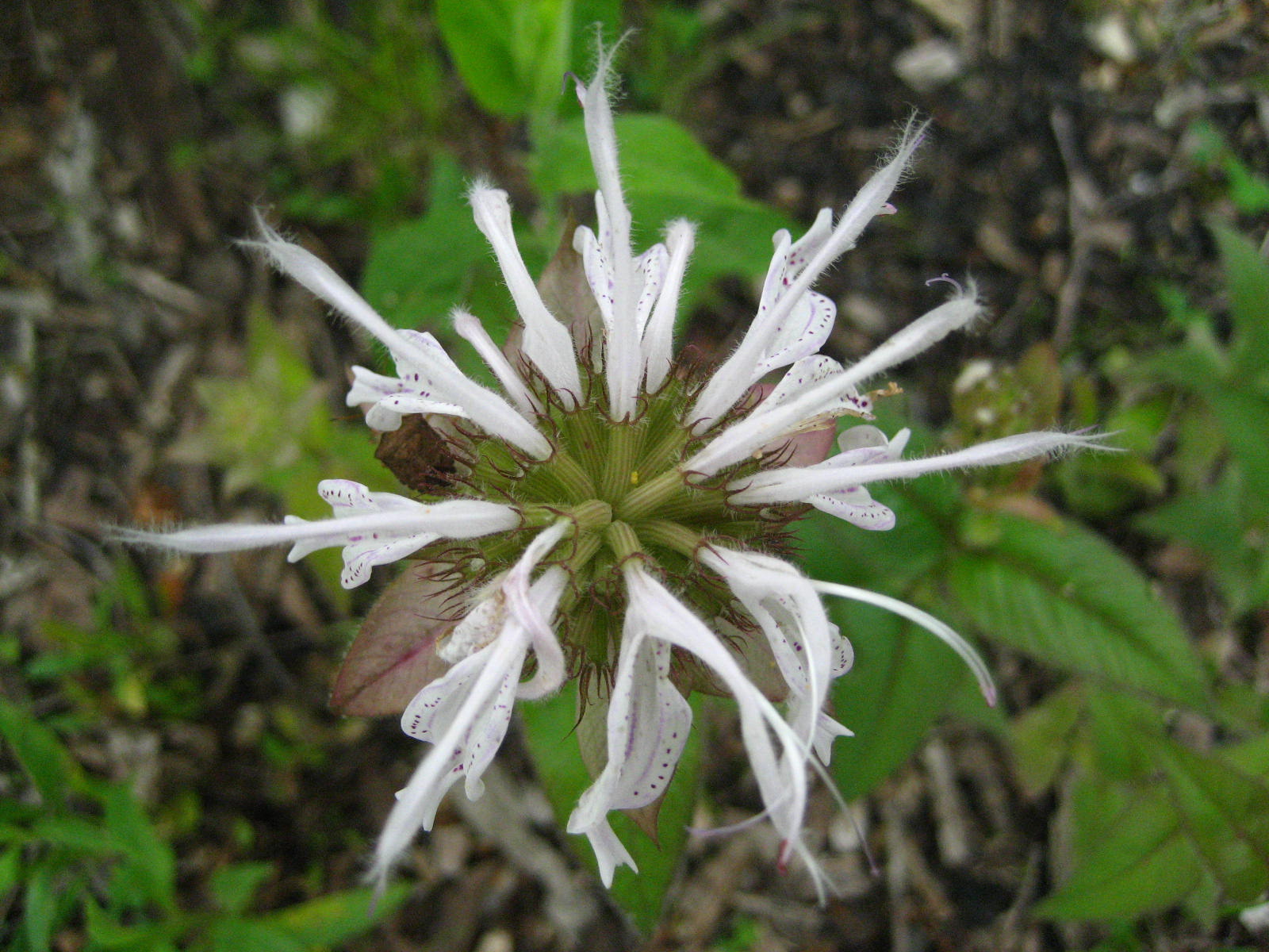 Horsemint