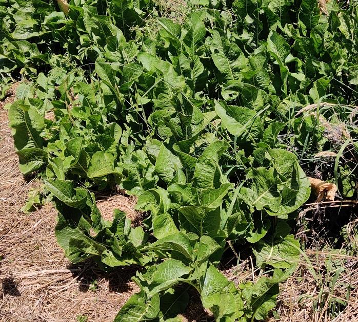 Horseradish plants.jpg