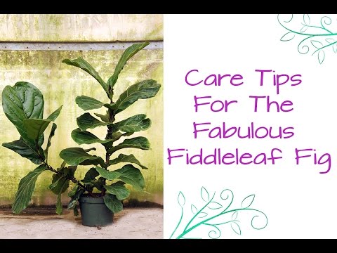 Houseplant Love: Care Tips For The Fabulous Fiddleleaf Fig