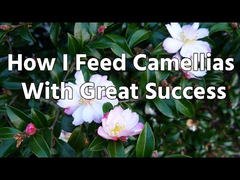 How I Feed Camellias With Great Success