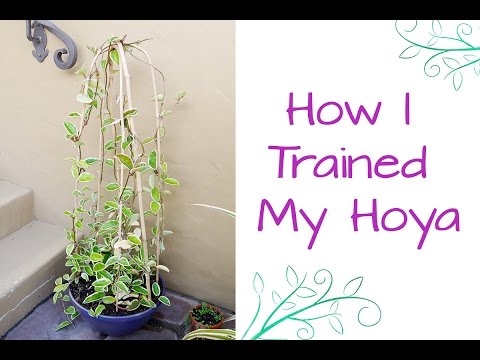 How I Trained My Hoya To Grow Upwards