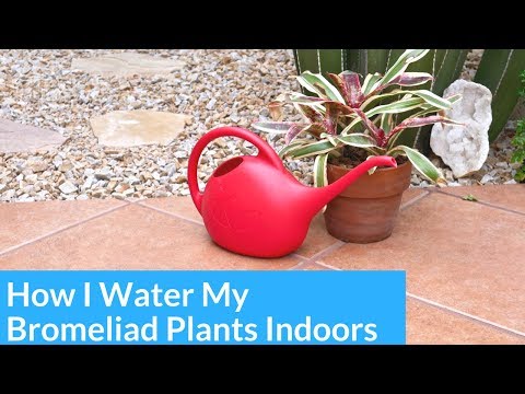 How I Water Bromeliads Growing Indoors