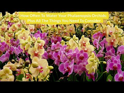 How Often To Water Your Phalaenopsis Orchids Plus All The Things You Need To Consider