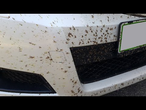 How To: Remove Bugs, Flies, Insects WITHOUT scratches, rubbing, sponge... Exterior Car Detail