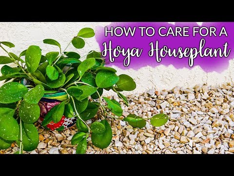 How To Care For A Hoya (Wax Plant) Houseplant