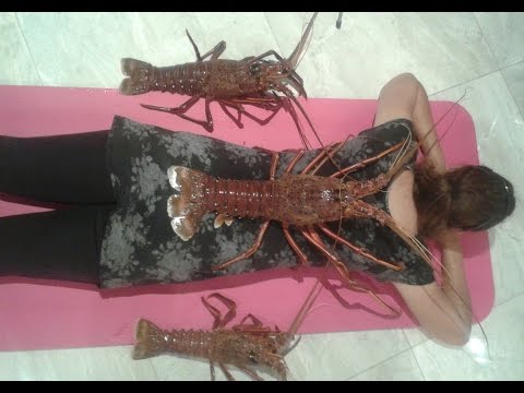 How To Catch Jumbo Crayfish Perth WA Western Rock Lobster