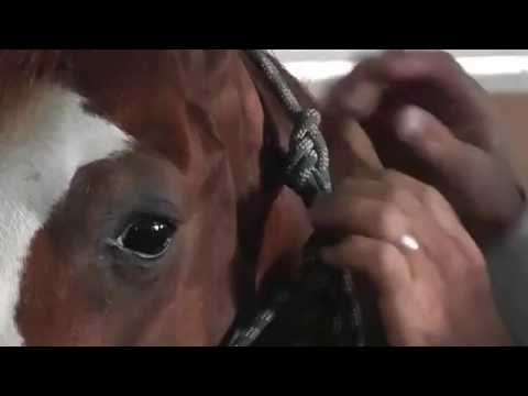 How To Fit and Tie a Silvertip Halter