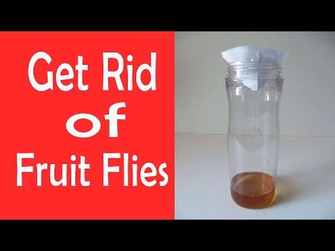 How To Get Rid of Fruit Flies