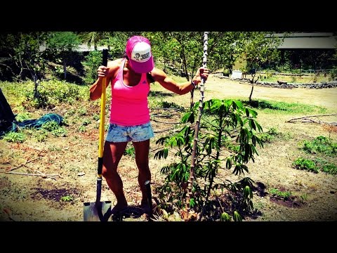 How To Grow Cassava / Yuca / Tapioca