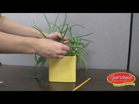 How To Keep Bugs Out Of Office Plants