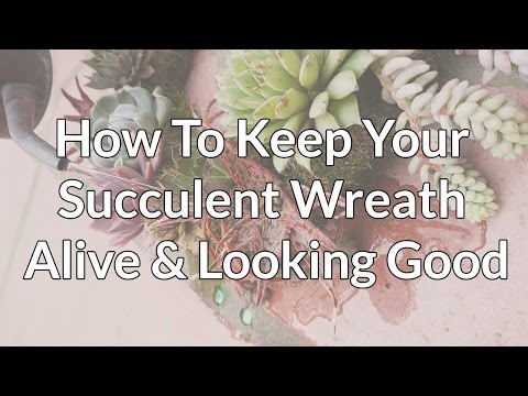 How To Keep Your Beautiful Succulent Wreath Alive &amp;amp; Looking Good